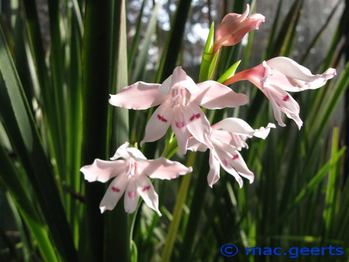 Gladiolus carneus